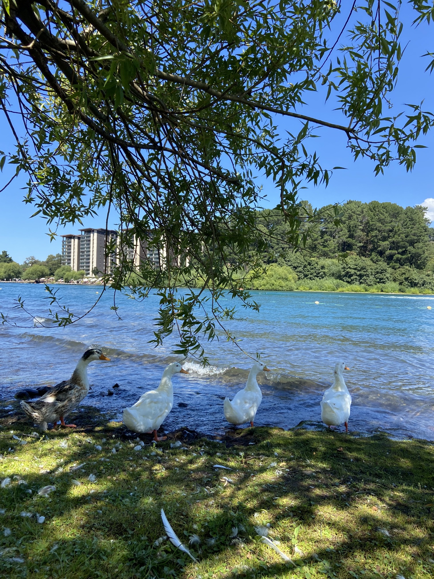 Relajo frente al agua: Visita al Lago Tinquilco o Lago Caburgua desde Aurora Loft